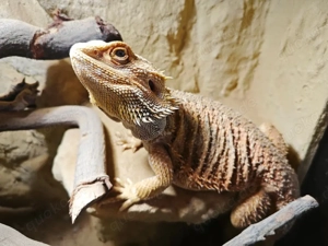 Bartagame weibchen abzugeben