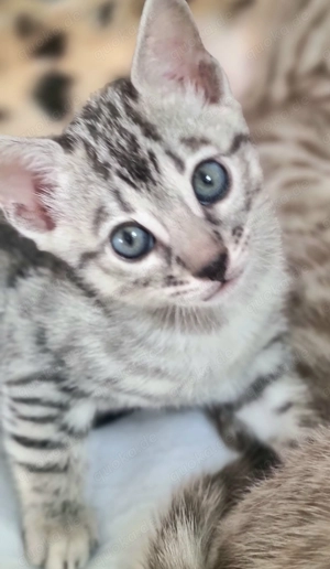 Seal Silver Bengal Kitten mit Stammbaum, sehr verschmust und menschenbezogen 