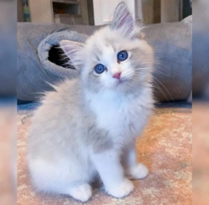 Ragdoll-Kätzchen aus liebevoller Hausaufzucht zu verkaufen (mit allen Papieren)