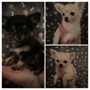  3 Zuckersüße LH Chihuahua Rüden suchen ein Zuhause 