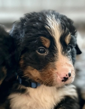 Berner-Sennen Welpen- nur noch 4 Rüden! Bild 4