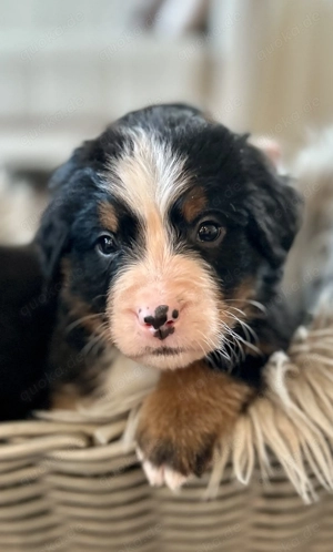 Berner-Sennen Welpen- nur noch 4 Rüden! Bild 2