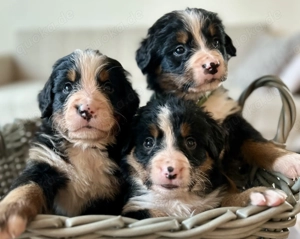 Berner-Sennen Welpen- nur noch 4 Rüden! Bild 5