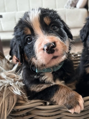 Berner-Sennen Welpen- nur noch 4 Rüden! Bild 3