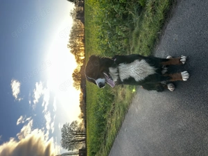 Berner-Sennen Welpen- nur noch 4 Rüden! Bild 6