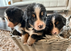 Berner-Sennen Welpen- nur noch 4 Rüden! Bild 10