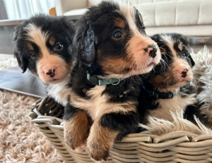 Berner-Sennen Welpen- nur noch 4 Rüden! Bild 7