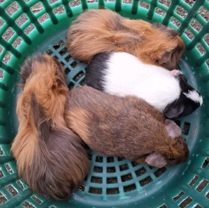 Meerschweinchen Weibchen  Bild 4