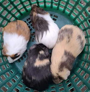 Meerschweinchen Weibchen  Bild 5