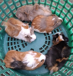 Meerschweinchen Männchen 