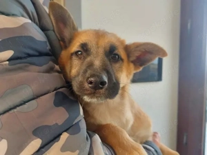 Malika sucht ihr Zuhause (noch auf Sardinien)