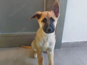 Marley sucht sein Zuhause (noch auf Sardinien)