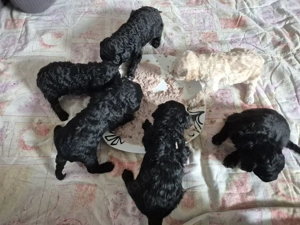 Reinrassige Zwerg Kleinpudelwelpen 