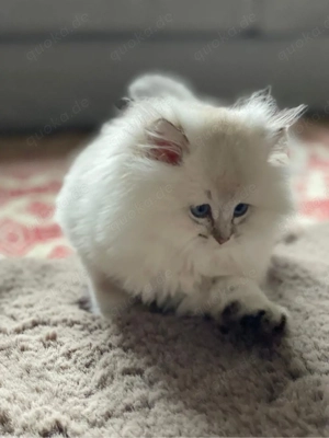 BLH-Kater mit blauen Augen sucht ein Zuhause