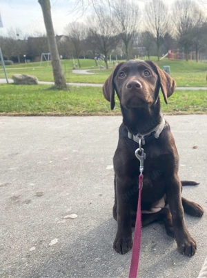 Labrador Hündin sucht ein schönes Zuhause   