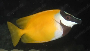 Siganus vulpinus unimaculatus - Fuchsgesicht