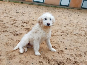 Birillo sucht sein Zuhause (noch auf Sardinien)