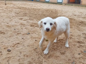 Billo sucht sein Zuhause (noch auf Sardinien)