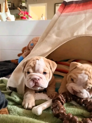 Bezaubernder Englischer Bulldoggenwelpe!