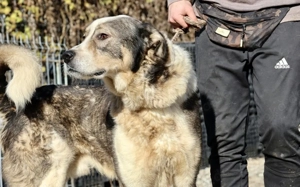 Outlaw sucht dringend ein neues Zuhause. Das Shelterleben überfordert ihn. Bild 2