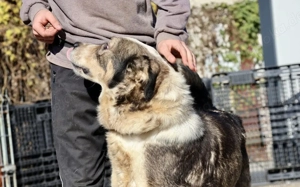 Outlaw sucht dringend ein neues Zuhause. Das Shelterleben überfordert ihn. Bild 8