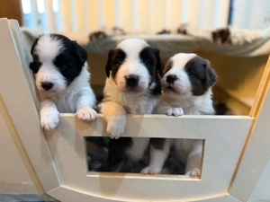 Border Collie Welpen Showlinie slate reinrassig