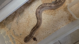 2.1. Königspythons inkl. Rack