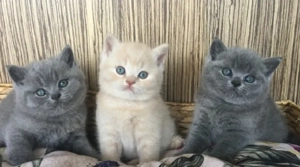 ich bin auf der suche nach einem neuen Familien Mitglied 