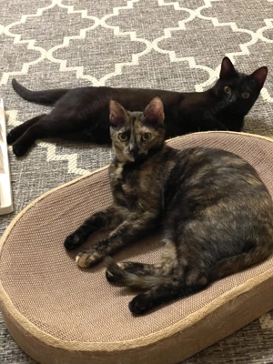 Pantera und Trufa suchen ihr Zuhause - können in 75210 Keltern besucht werden