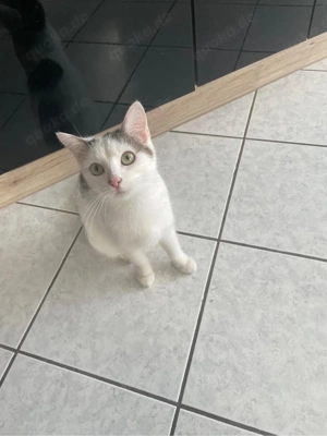 2 geschwister ekh Bild 4