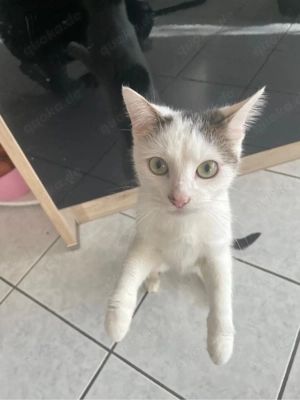 2 geschwister ekh Bild 3