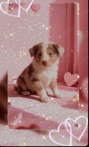 Wunderschöner Australien Shepherd Welpen reinrassig