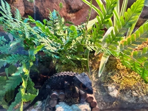 Rotaugen Buschkrokodil - Tribolonotus Gracilis - Orange Augen Busch Kroko