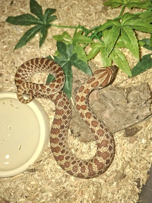 0.1 Heterodon nasicus  