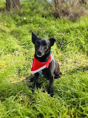 Bubka ein liebes Mädchen 