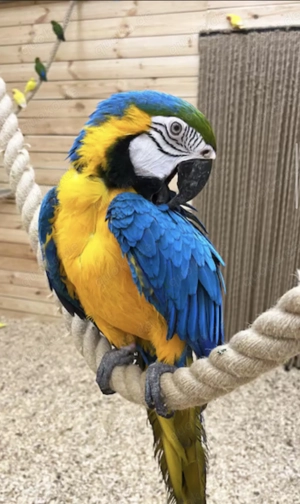 Gelbbrustara Papagei 