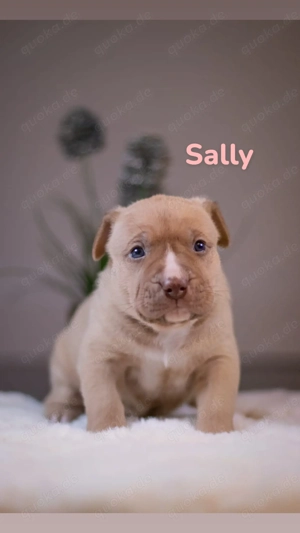 American Bully XL Welpen Bild 6