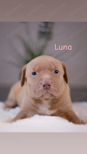 American Bully XL Welpen Bild 4