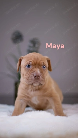 American Bully XL Welpen Bild 5