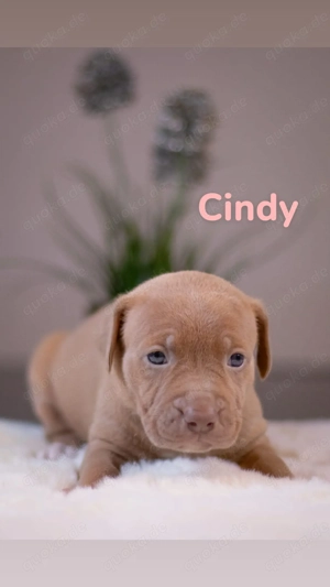 American Bully XL Welpen Bild 3