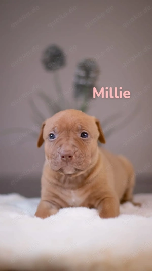 American Bully XL Welpen