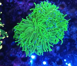 Meerwasser Euphylyia glabarescens Toxic grün Blau 