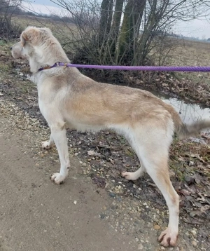 Lykos, wunderhübscher Labrador Polarhund Mix Bild 5