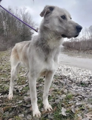 Lykos, wunderhübscher Labrador Polarhund Mix Bild 4