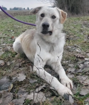 Lykos, wunderhübscher Labrador Polarhund Mix Bild 6