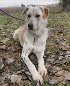 Lykos, wunderhübscher Labrador Polarhund Mix Bild 3