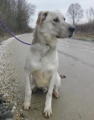 Lykos, wunderhübscher Labrador Polarhund Mix Bild 2