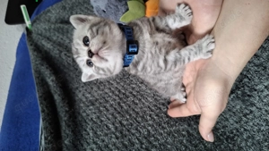 Kleine BKH Blue Silver Tabby Kitten zuverkaufen in liebevolle Hände 