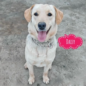Daisy, liebes und sanftes Labrador Mädchen