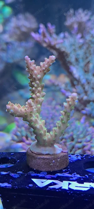 Acropora Set Meerwasser Korallen  Bild 3